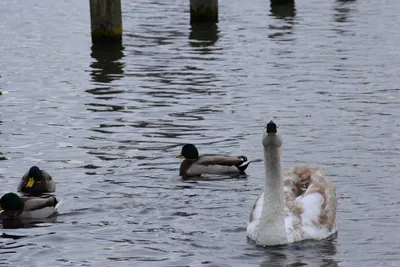 DSC_0521 (Large).JPG